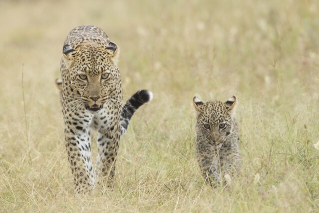 Female African Leopard (Panthera pardus) walking in the Serengeti National Park, with her small cub, Tanzania